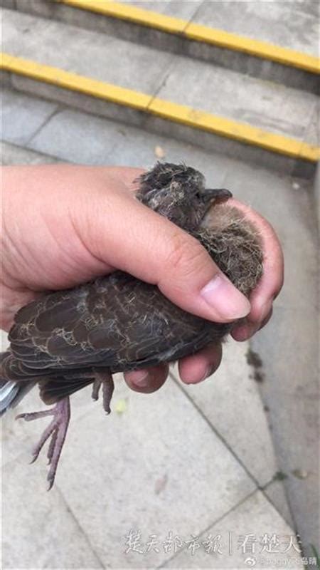 斑鳩死掉|急！撿到班鳩幼鳥！教我怎麼救牠